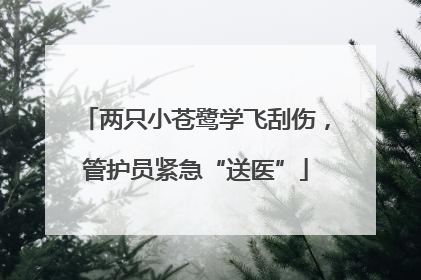 两只小苍鹭学飞刮伤，管护员紧急“送医”